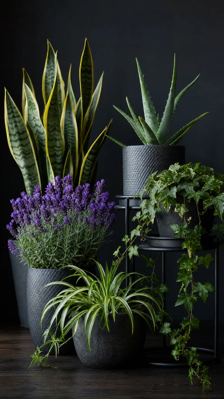 Serene Indoor Plant Collection
